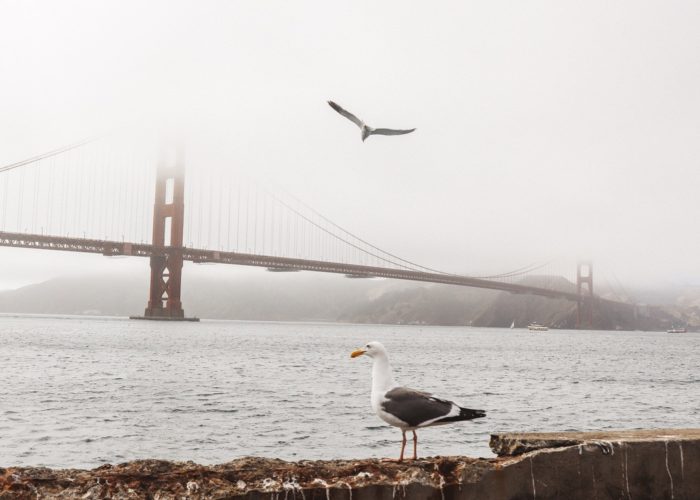 Seagull flying in front of Golden Grate Bridge